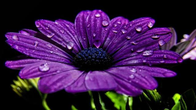 什么八字算贵命男人命运