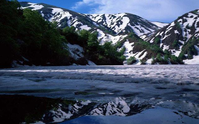 释迦果树是风水树吗 释迦果树是风水树吗